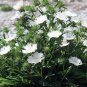 Wonderful Divinity Stokes Aster Perennial Stokesia Snowy White Blooms Garden Plant