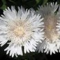 Wonderful Divinity Stokes Aster Perennial Stokesia Snowy White Blooms Garden Plant