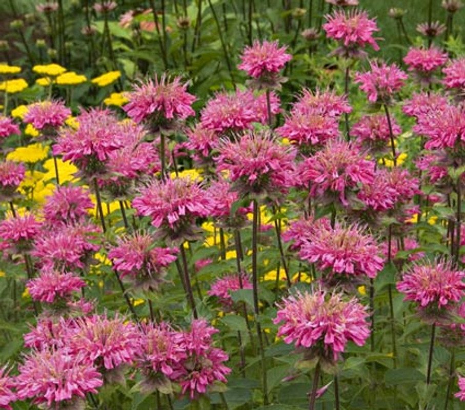 Wonderful Marshalls Delight Bee Balm Monarda Pink Garden Plant