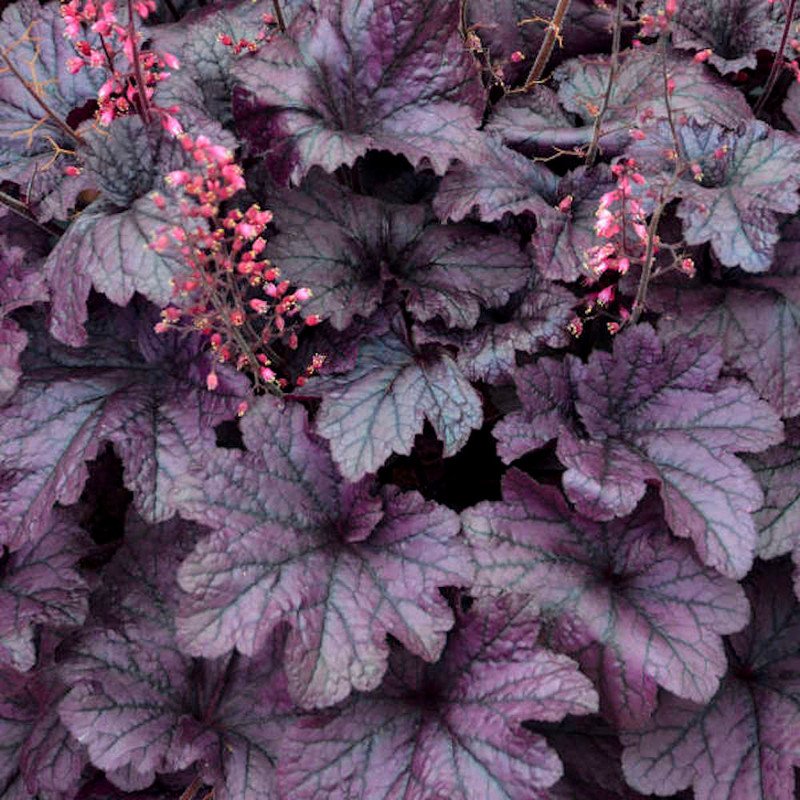 Wonderful Heuchera Vigorous Grape Timeless Coral Bells Garden Plant
