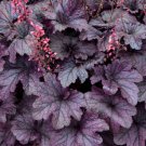 Wonderful Heuchera Vigorous Grape Timeless Coral Bells Garden Plant