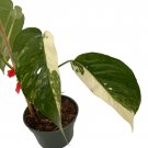 Wonderful Variegated Epipremnum Pinnatum Garden Plant