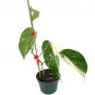 Wonderful Variegated Epipremnum Pinnatum Garden Plant