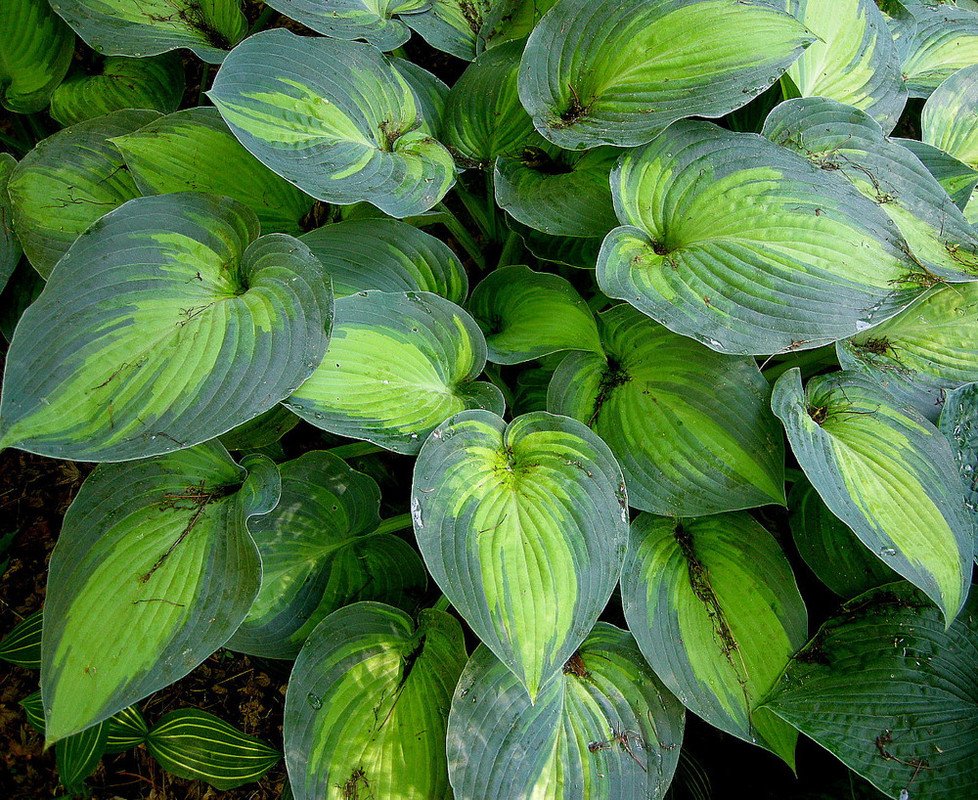 Wonderful June Hosta Blue Green Edges Garden Plant