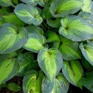 Wonderful June Hosta Blue Green Edges Garden Plant