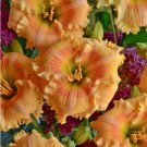 Wonderful Orange Smoothie Daylily Hemerocallis Garden Plant