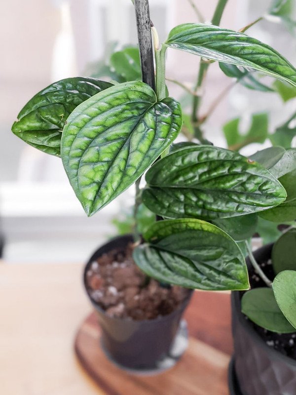 Wonderful Monstera Peru Philodendron karstenianum Garden Plant