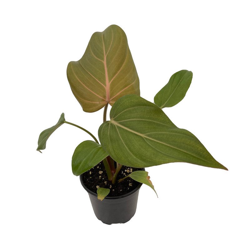 Wonderful Summer Glory Philodendron Garden Plant