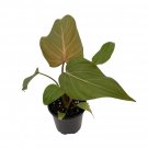 Wonderful Summer Glory Philodendron Garden Plant