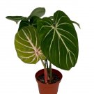 Wonderful House Rare Gloriosum Philodendron Garden Plant