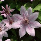 Wonderful Nelly Moser Clematis Vine Perennial Pink Blooms Garden Plant
