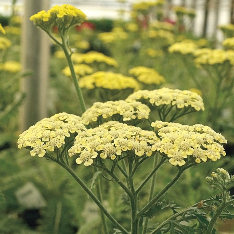 Wonderful Moon Dust Yarrow Achillea Garden Plant