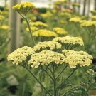 Wonderful Moon Dust Yarrow Achillea Garden Plant