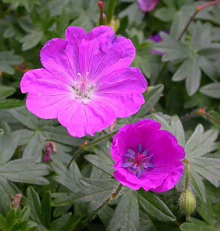 Wonderful Max Frei Hardy Geranium Bloody Cranesbill Garden Plant