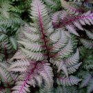 Wonderful Regal Red Japanese Painted Fern Athyrium Garden Plant