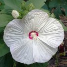 Wonderful Pinot Grigio Giant Hibiscus Rose Mallow Perennial Garden Plant