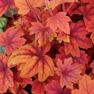 Wonderful Sweet Tea Foamy Bells Heucherella Garden Plant