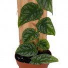 Wonderful Rare Shingle Monstera dubia Garden Plant