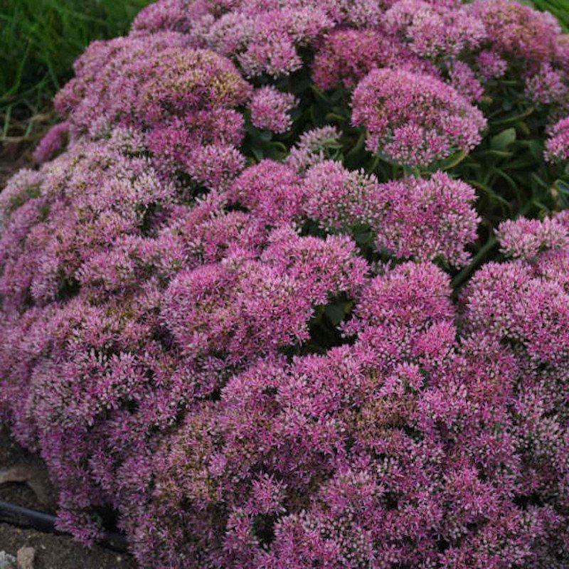 Wonderful Powderpuff Sedum Stonecrop Garden Plant