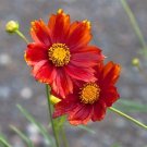 Wonderful Coreopsis Big Bang Radioactive Perennial Garden Plant