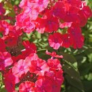 Wonderful Starfire Phlox Perennial Vivid Cherry Red Blooms Garden Plant
