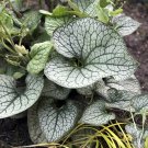 Wonderful Queen of Hearts Brunnera Shade Perennial Garden Plant