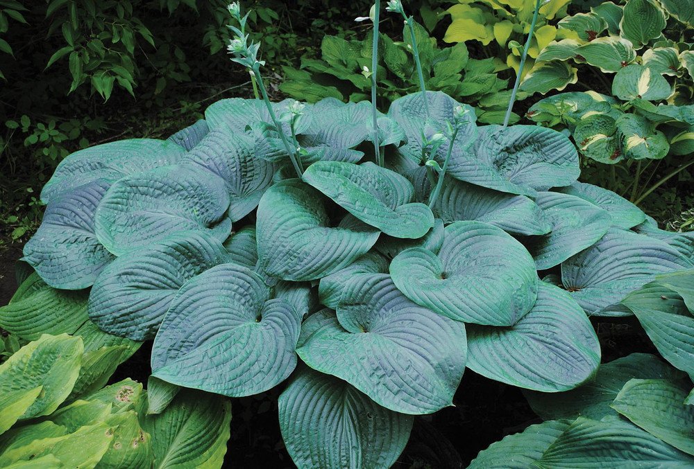 Wonderful Humpback Whale Hosta Mammoth Blue Leaves Garden Plant