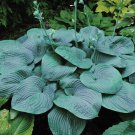 Wonderful Humpback Whale Hosta Mammoth Blue Leaves Garden Plant