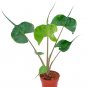 Wonderful Rare Stingray Alocasia Elephant Ears Garden Plant