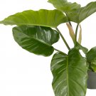 Wonderful Green Jungle Fever Philodendron Garden Plant