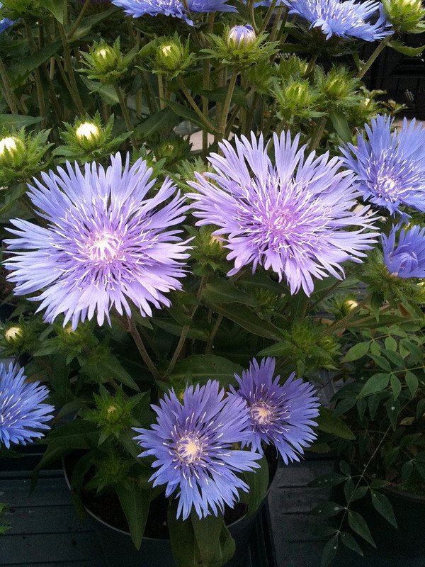 Wonderful Mels Blue Stokes Aster Perennial Stokesia Garden Plant