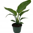 Wonderful White Bird of Paradise Strelitzia nicolai Garden Plant