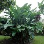 Wonderful White Bird of Paradise Strelitzia nicolai Garden Plant