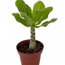 Wonderful Hawaiian Palm Brighamia insignis Garden Plant