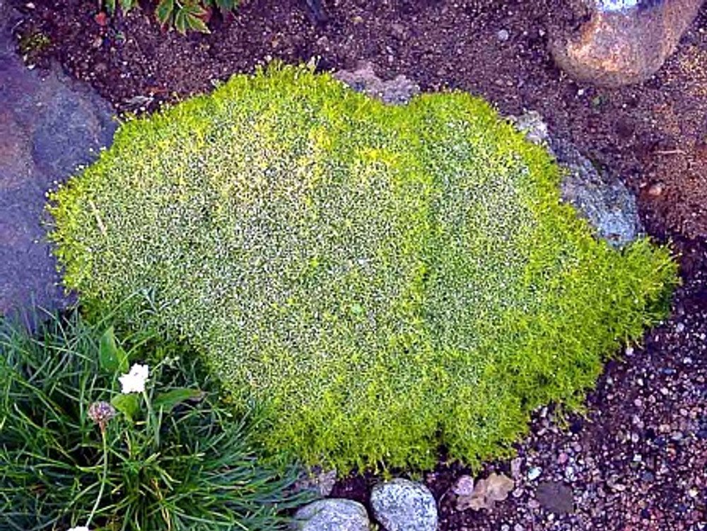 Wonderful Scottish Moss Sagina subulata Aurea Garden Plant