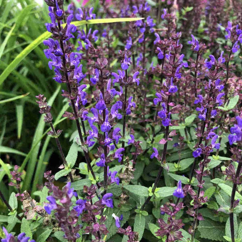 Wonderful Caramia Salvia Perennial Garden Plant