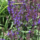 Wonderful Caramia Salvia Perennial Garden Plant