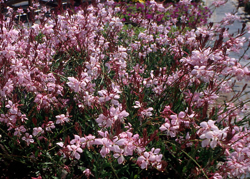 Wonderful Pink Fountain Whirling Butterflies Gaura Perennial Garden Plant