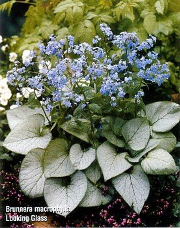 Wonderful Looking Glass Brunnera Silver Leaf Garden Plant