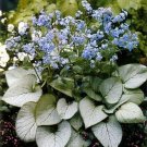 Wonderful Looking Glass Brunnera Silver Leaf Garden Plant