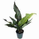 Wonderful Water Dragon Anthurium Garden Plant