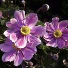 Wonderful September Charm Japanese Anemone Windflower Garden Plant