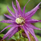 Wonderful Sparky Purple Clematis Garden Plant