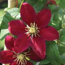 Wonderful Niobe Clematis Vine Deep Ruby Red Magestic Garden Plant