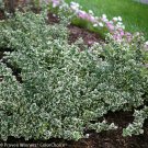 Wonderful White Album Euonymus Great Evergreen Groundcover Garden Plant