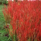 Wonderful Japanese Blood Grass Imperata Red Baron Garden Plant