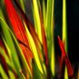 Wonderful Japanese Blood Grass Imperata Red Baron Garden Plant