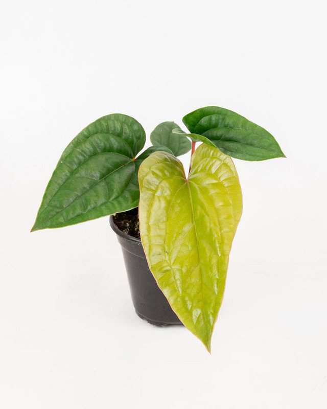 Wonderful Rare Anthurium Radicans x luxurians Quilted Hearts Garden Plant