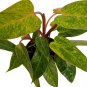Wonderful Rare Painted Lady Philodendron Garden Plant
