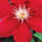 Wonderful Rebecca Clematis Vine Red Blooms Garden Plant